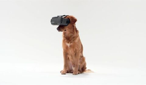 Applied Art 'Embarks' On New Venture: VR for Dogs