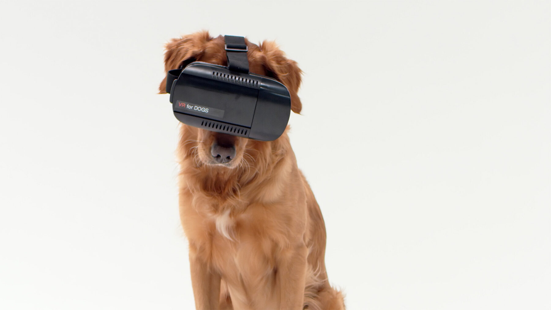 Applied Art 'Embarks' On New Venture: VR for Dogs